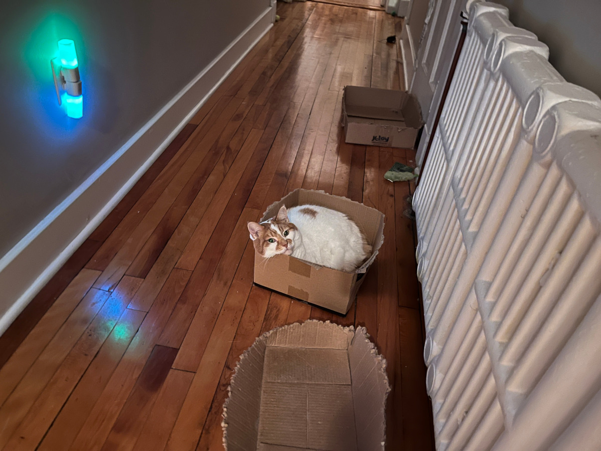Charlie relaxes in one of three boxes.