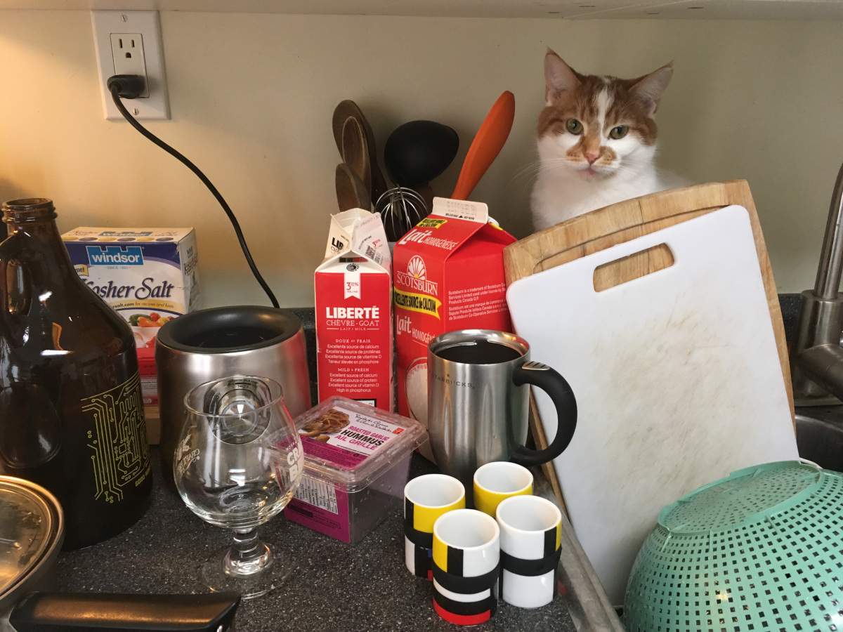 Charlie sits among the clean dishes.