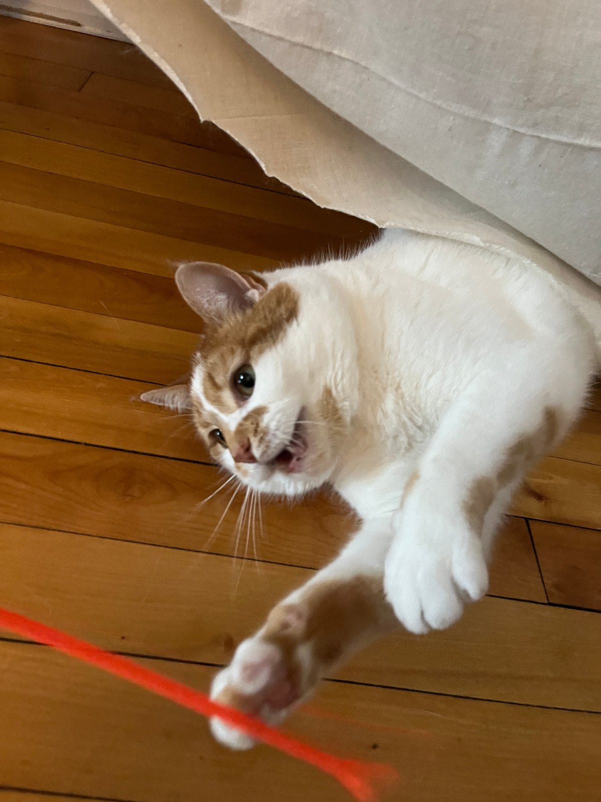 Charlie attacks from beneath his curtain!