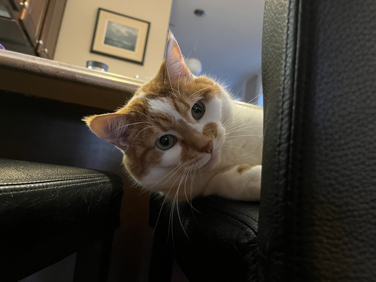 A cat looks dangerously at its next target.