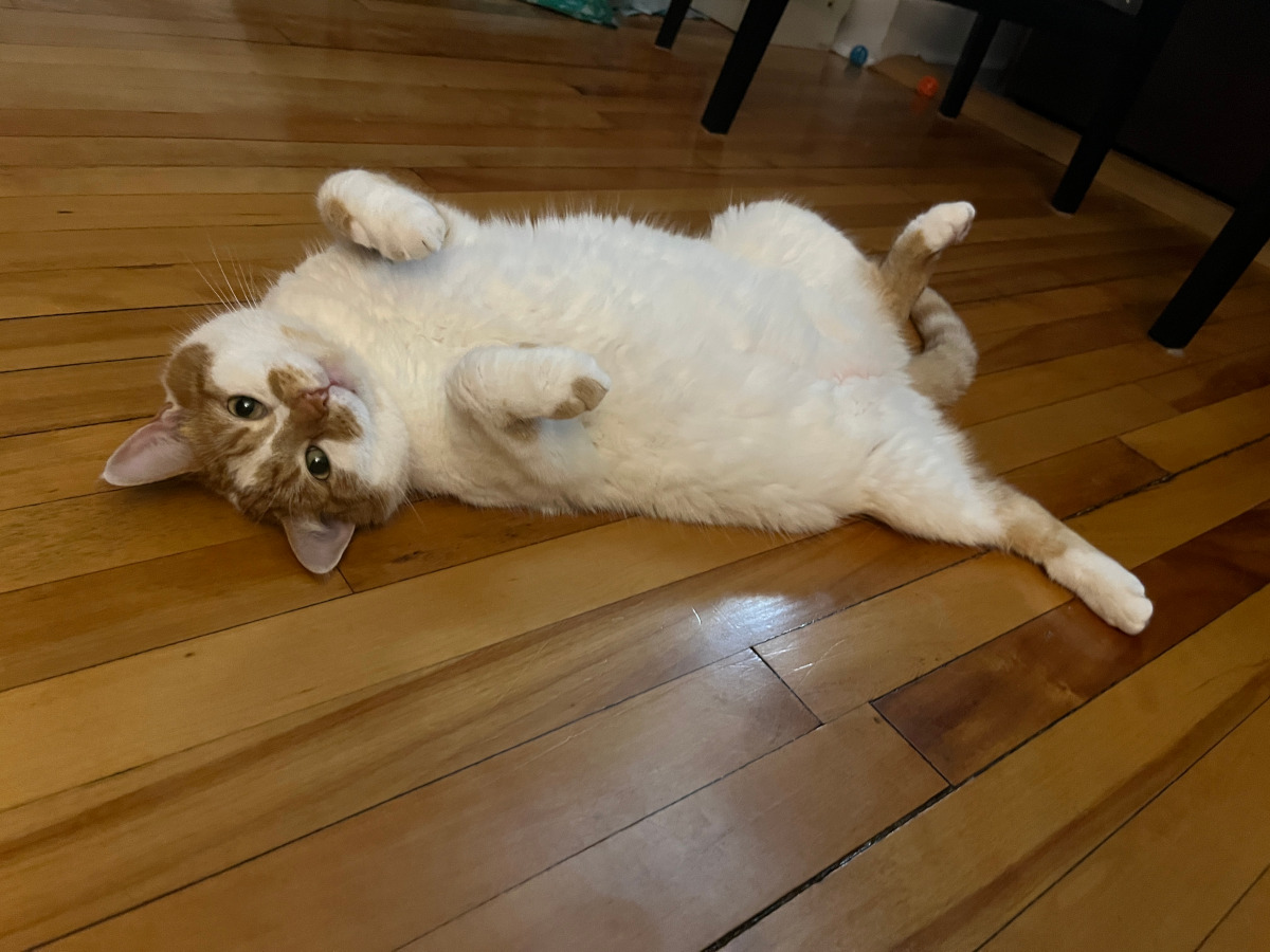 Charlie sprawls across the floor, shamelessly seeking attention.