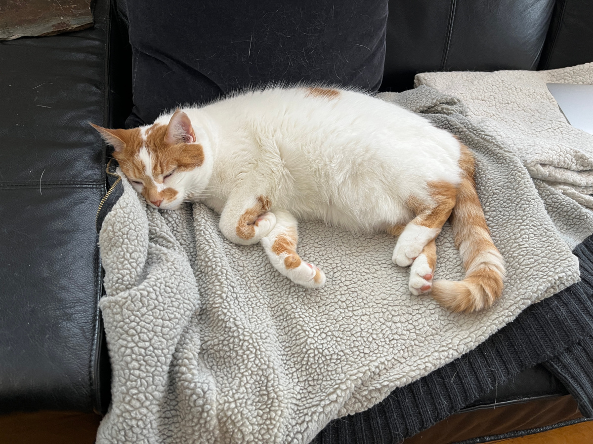 Charlie sleeps away a winter afternoon on my sweater.