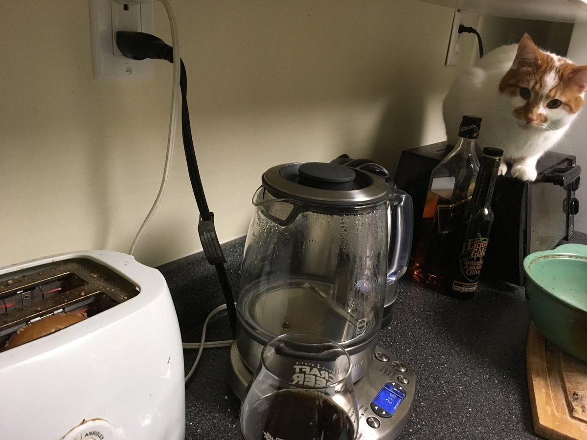 Charlie stalks a piece of toast.