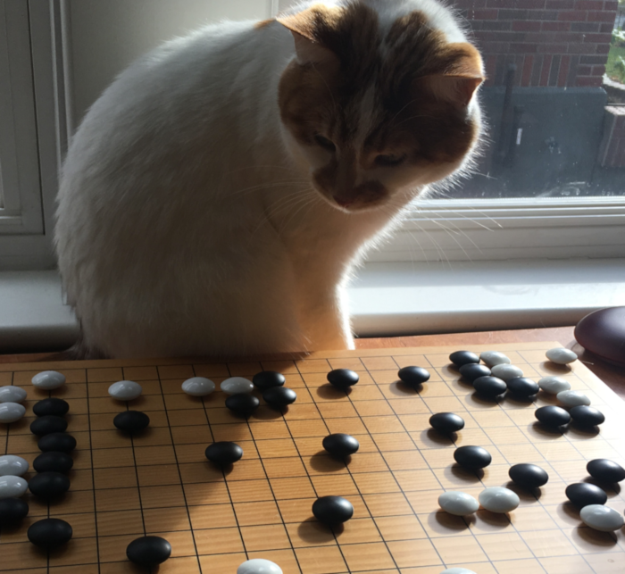 A majestic cat considers an equally majestic Go board.