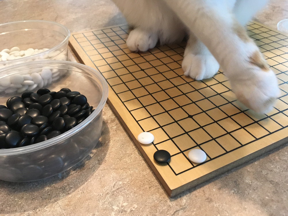 Don't let the cat on this board.