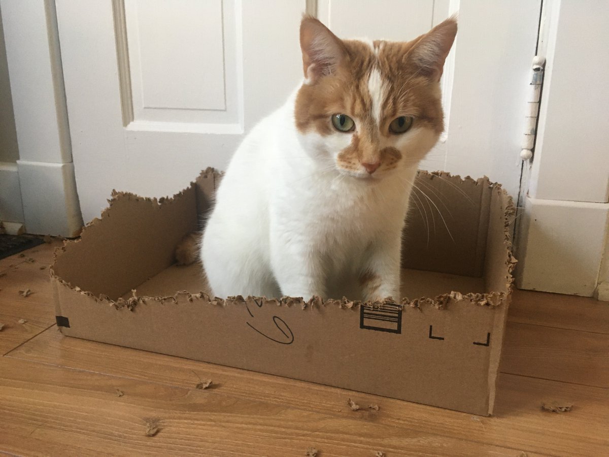 A cat sits inside a cardboard box he's thoroughly chewed around.