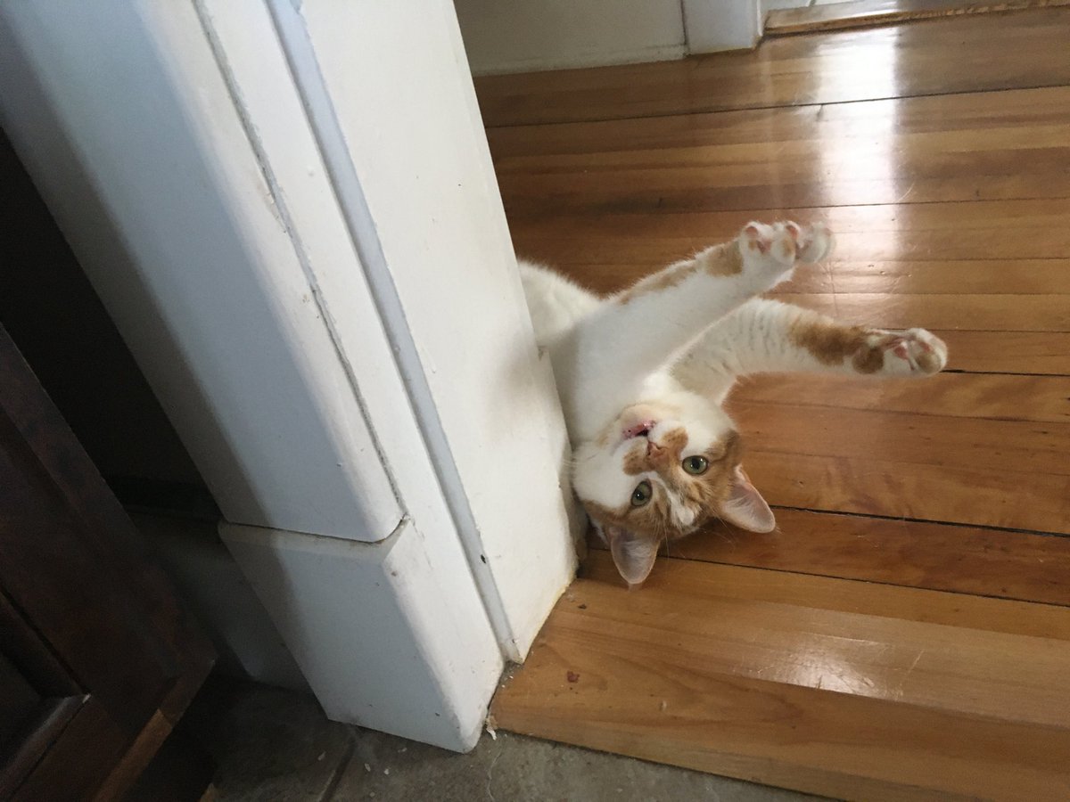 Charlie stretches in the hallway, mouth open.