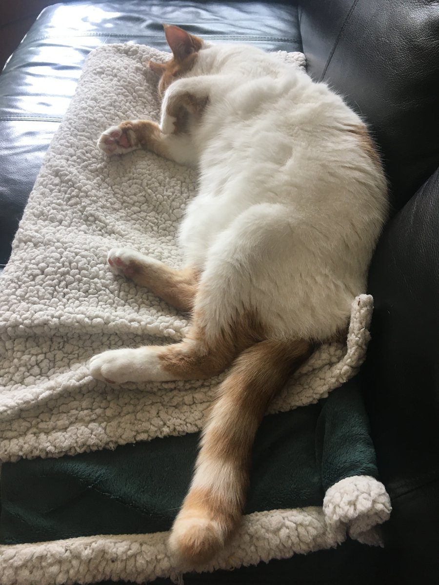 Charlie sleeping on his blanket.