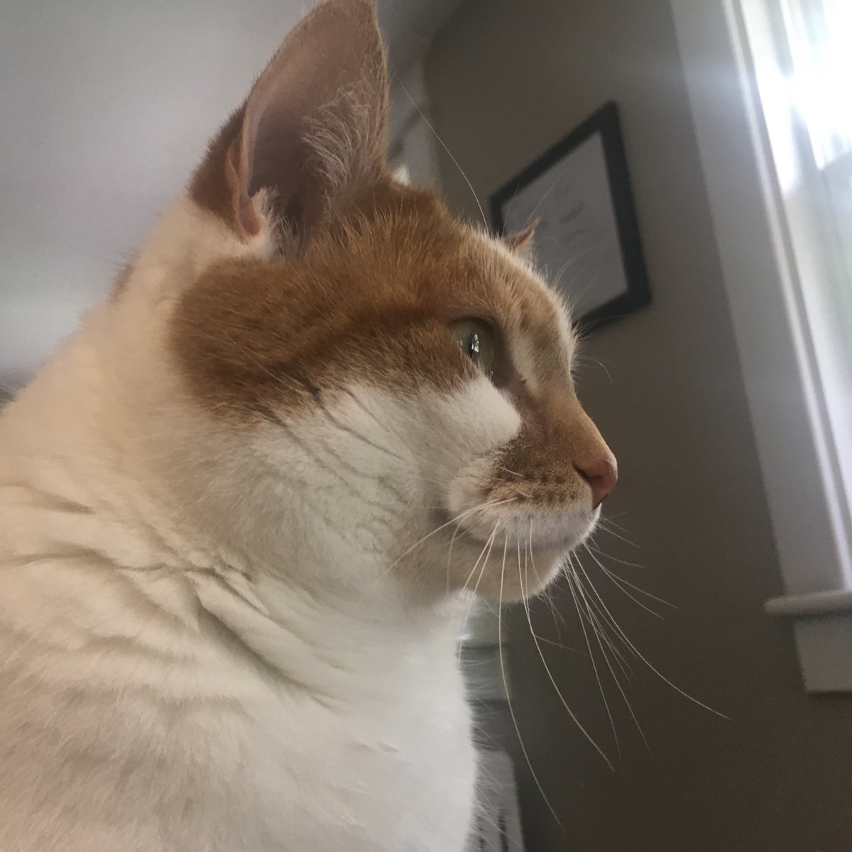 Charlie the cat, handsome in his white and orange, gazes covetously outside.