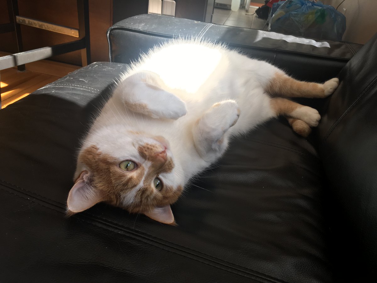 Charlie the cat, orange and white, rolled onto his back in a sunbeam as if inviting belly rubs.