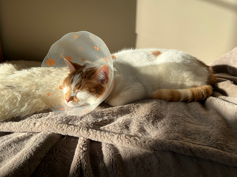 Charlie wearing a cone and sleeping in the sun