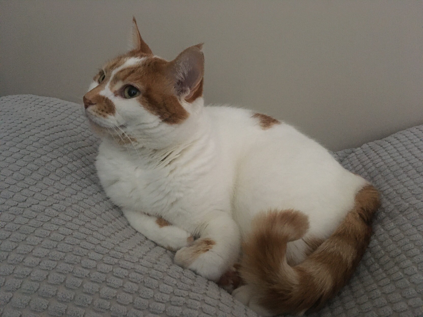 Charlie the cat sits comfortably on a pillow.